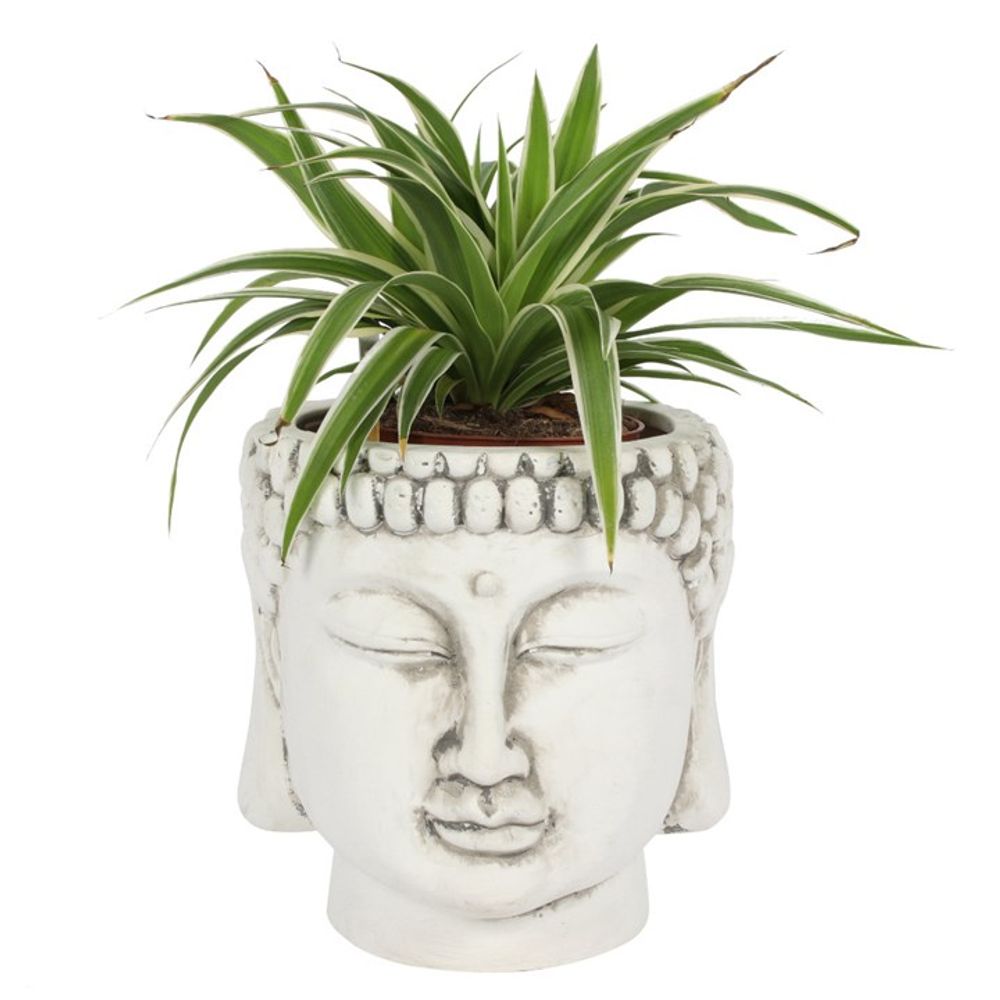 A serene Buddha head planter in white ceramic features closed eyes and textured hair. The green spider plant arches gracefully from the top, embodying a zen aesthetic with its contrasting leaves against the neutral base.