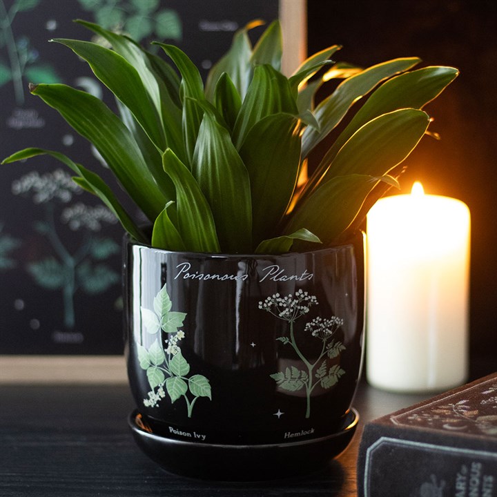 A leafy green plant sits in a glossy ceramic plant pot labelled ‘Poisonous Plants’, decorated with botanical illustrations—perfect for indoor garden enthusiasts. A lit candle glows softly in the background.