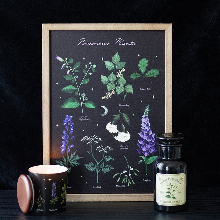 A wooden-framed print titled Poisonous Plants features illustrated flora on a black background, radiating gothic charm. In front sit a lit candle, an un-lidded jar, and a dark Nightshade Scented Candle bottle.